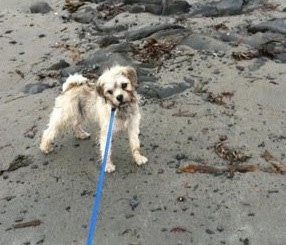 Side view - A tan with black Schnug puppy is standing on a beach while on a blue leash looking forward. Its head is tilted to the left.