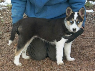 The right side of a perk-eared, tricolored, black with white and tan Seppala Siberian Sleddog that is standing on dirt and behind it is a person in a blue shirt and black gloves with their hands on its back end and chest. The dog has blue eyes.