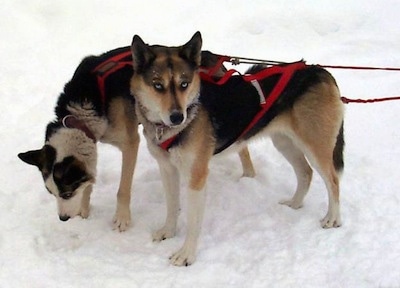 Two black with white and tan Seppala Siberian Sleddogs are hooked to pulling harnesses standing in snow and the back most dog is smelling the ground. The dog in front has blue eyes.