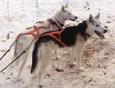 The back right side of two Seppala Siberian Sleddogs that are hooked to red pulling harnesses. They both are standing in snow and they are looking to the right.