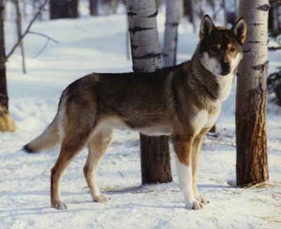 The right side of a black with white and tan Seppala Siberian Sleddog that is standing in snow and it is looking forward. The dog looks like an artic sled type.