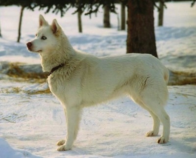Left Profile - A white Seppala Siberian Sleddog with blue eyes is standing in snow and it is looking to the left.