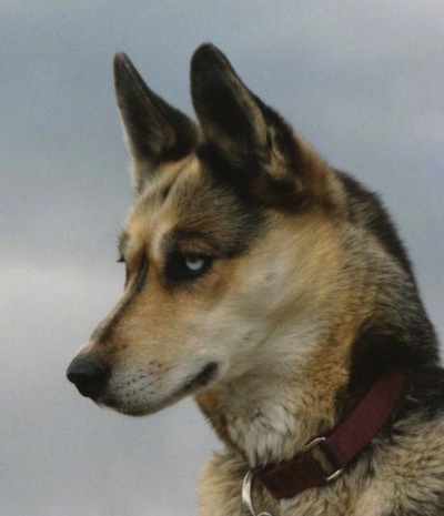 Close up - The left side of a black with tan and white Seppala Siberian Sleddogs head that is looking to the left. The dog has perk ears and blue eyes.