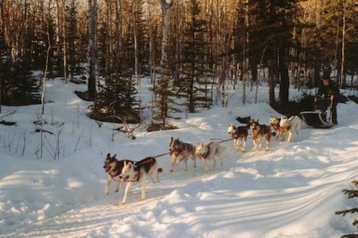 A team of 8 sledding dogs are pulling a sleigh through a path in the snow.