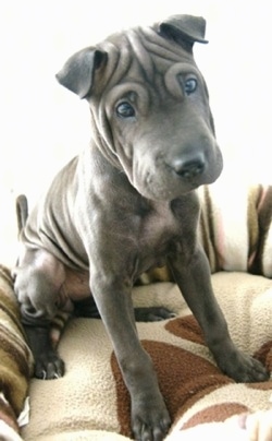 A wrinkly grey Shar Pei is sitting on a dog bed and it is looking down. Its head is slightly tilted to the left and its almond shaped eyes are open wide. It has small folded over ears and a really wide thick muzzle.