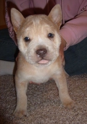 Close up front view - A large headed, thick bodied, perk eared, tan with white Sharberian Husky puppy is standing on a carpet and there is a person in a pink jacket touching its back. The dog's tongue is showing.