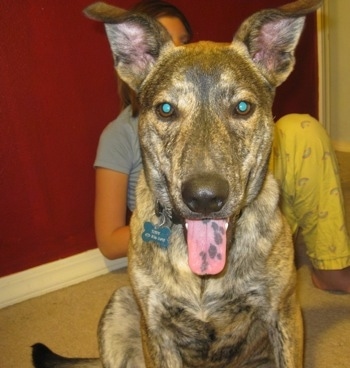 Close up front view - A brindle tan with black and white Sharberian Husky puppy is sitting on a carpet, its mouth is open and its pink tongue that has blue spots on it is out. There is a person sitting against a red wall behind it. The dog's ears are large and standing up with the tips folded over to the front.