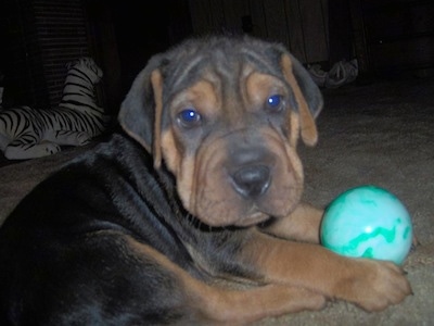 Close up side view - A black with brown Sharp Eagle puppy is laying on a carpet and it is looking forward. There is a green ball in its front paws. The pup has a large square head with wrinkles and extra skin.