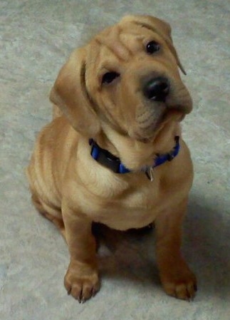 A tan Sharp Eagle puppy is sitting on a carpet. It is looking up and its head is tilted to the left. It has a square head with wrinkles and ears that are set wide apart.