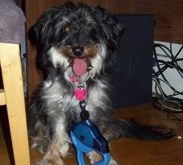 Front view - A wavy coated, black, white and brown Sheltiedoodle dog is sitting on a hardwood floor and it is looking forward, its mouth is open and tongue is out. It is sitting under a computer desk and behind it s a computer.
