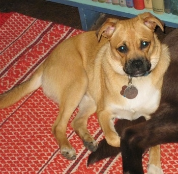 A tan with white and black Sheltie Pug dog is laying across a rug and on top of another dog. It is looking up and its head is tilted to the left. The dog is mostly tan with white on its chest and black on its snout.