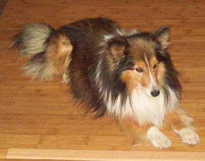 A thick coated, brown and black with white Shetland Sheepdog is laying across a hardwood floor and it is looking to the right.