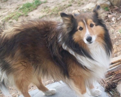 The right side of a fluffy, thick coated, brown and black with white Shetland Sheepdog that is standing on a porch, it is looking forward and its head is tilted to the right.