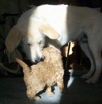 A big, apricot Shepadoodle dog is sniffing a smaller tan Shepadoodle puppy in front of it. The larger dog has big ears that are hanging down and out to the sides.