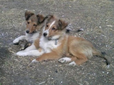 Two tan with white and brown Shetland Sheepdog puppies are laying across a dirt surface looking forward.