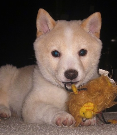Close up front side view - A tan Shiba Inu is laying across a carpet and it is chewing on a yellow fuzzy plush toy. The dog is fuzzy with small perk ears.