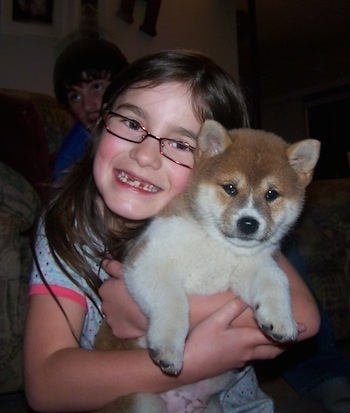 A small girl wearing reading glasses is hugging a fluffy, thick coated, brown and white Shiba Inu puppy. There is a person sitting on a couch behind them. The dog has small perk ears and a thick body.