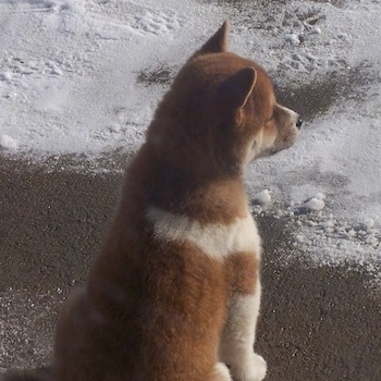 The back right side of a brown and white Shiba Inu puppy that is sitting on a blacktop surface with a brushing of snow on top of it. The dog is looking out at the snow.