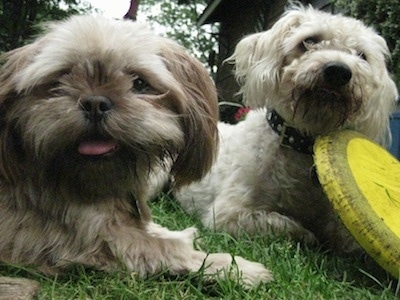 Close up - Two lnog coated Shih-Poos are laying in grass. The dog in the back has a yellow frisbee under it.
