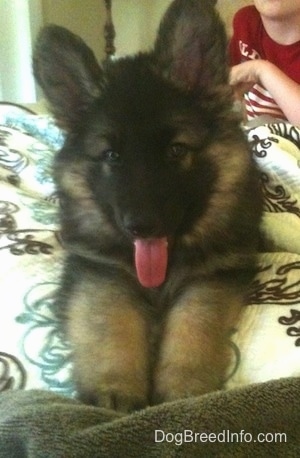 Close up - A small fluffy black with tan Shiloh Shepherd puppy is laying on a bed, its mouth is open and little pink tongue is out. There is a person laying on a bed behind it.