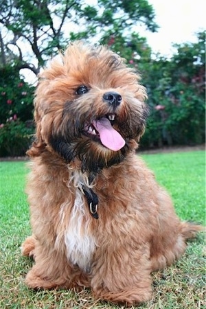 Front view - A thick, wavy coated, brown with white and black Shorkie Tzu dog is laying in grass looking to the right. Its mouth is open, tongue is out and it looks like it is smiling. Its nose is black and its eyes are dark.