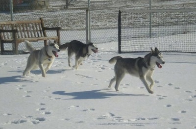 Action shot - Three Siberian Huskies are running across a snowy surface, all of there mouths are open and paws are in the air and there is a chainlink fence behind them.