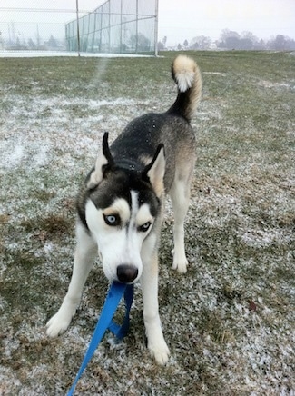 A grey and white with black Siberian Husky is standing on grass that has a brushing of snow all over it. It is pulling on a blue leash. The dog has blue eyes.