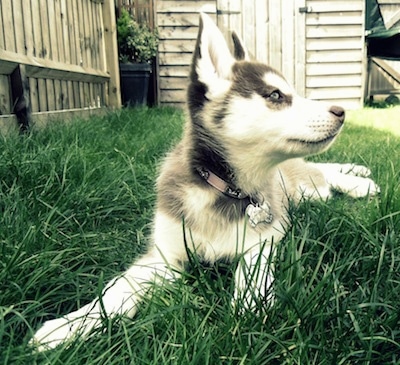 Front view - A black, grey and white Siberian Husky puppy is laying in grass, it is looking up and to the right. The pup has blue eyes.