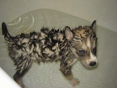 A small wet Siberian Retriever puppy is standing in a small tub of water. It is looking to the right.