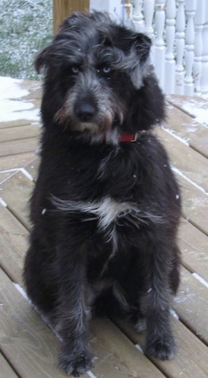 Front view - A longhaired, wavy coated, blue-eyed, black with white Siberpoo dog is sitting on a wooden deck that has snow on it. The dog is looking to the left.