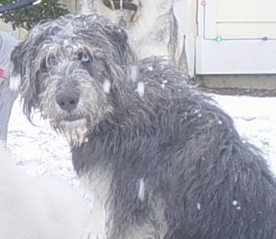 The left side of a blue eyed, Siberpoo dog that is sitting in snow looking back at the camera. It has a long shaggy coat and there is snow all over its back.
