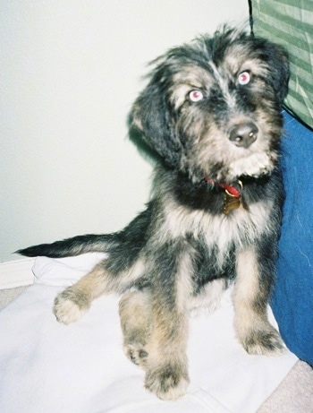 A black with tan Siberpoo puppy is sitting against a bed and it is looking forward. The pup has blue eyes.