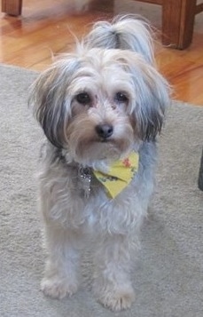 Front view - A white with grey Silky Coton dog is wearing a yellow bandana standing on a tan carpet with a hardwood floor behind it looking forward. Its coat is shaved to a medium length with longer hair on its ears and tail.