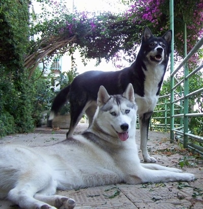 A grey Siberian Husky dog is laying on a wooden porch and standing behind it is a black and white Alaskan husky. They are both looking forward.