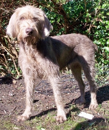 A tall, wiry looking, grey Slovakian Wirehaired Pointer dog standing in patchy grass with a bush behind it. It has long ears that hang down to the sides and a gray nose.