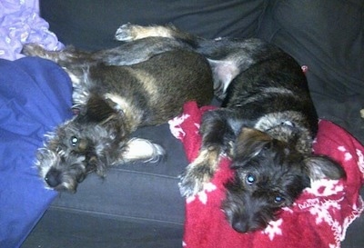 Two black and tan Snorkies are laying down on their right sides, on top of a couch and they are looking forward.