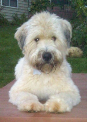 Front view - A thick coated, tan with white and grey Soft Coated Wheaten Terrier dog is laying on a table looking forward. It has a black nose and darker hair on its chin.