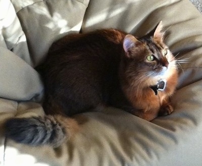 Erika the Somali cat is laying on a beanbag chair and looking to the right