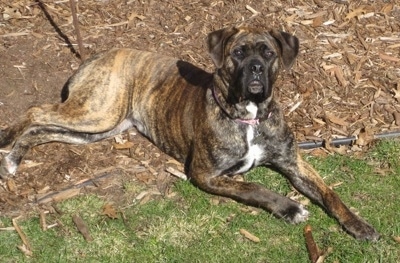 Mia the Boerboel laying outside half on woodchips and half on the grass
