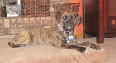 Mia the Boerboel as a puppy laying on a dog bed pillow in front of a fireplace