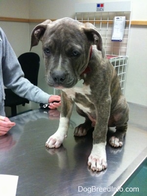 A blue-nose Brindle Pit Bull Terrier puppy is sitting on a metal vet table and there is a person standing next to him.