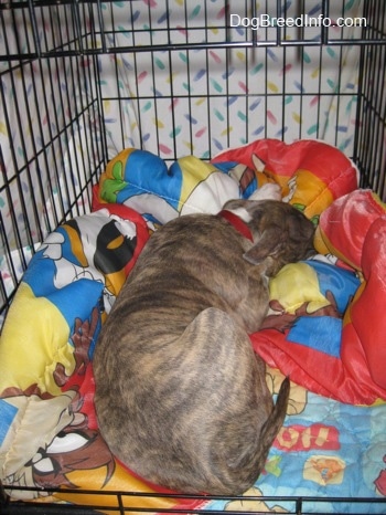 The back of a blue-nose Brindle Pit Bull Terrier puppy that is sleeping on a Looney Toons sleeping bag and a Winnie the Pooh blanket in a dog crate. The crate is covered up with a white sheet to make a cave.