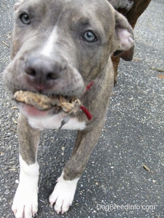 Close up - A blue-nose Brindle Pit Bull Terrier puppy is running across a blacktop and he has an item in his mouth.