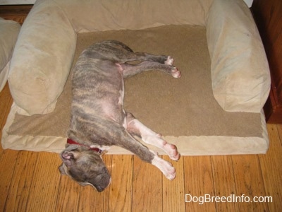 A blue-nose Brindle Pit Bull Terrier puppy is sleeping on his right side and mostly on top of a tan dog bed, but his head is on a hardwood floor.