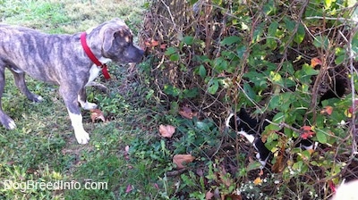 The right side of a blue-nose brindle Pit Bull Terrier puppy that is looking through a fence at a black and white mcat in a bush.