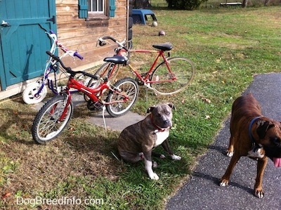 A blue-nose brindle Pit Bull Terrier puppy is sitting in grass, his head is tilted to the left and in front of him is a brown brindle Boxer. Behind the boxer are three bikes parked in front of a cedar shed with a green door.