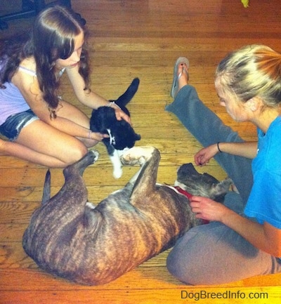 A blue-nose brindle Pit Bull Terrier puppy is laying on his right side on a hardwood floor in between two girls that are sitting across from each other. One of the girls is holding a black and white cat.