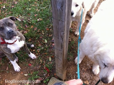 A blue-nose brindle Pit Bull Terrier puppy is sitting in grass around a wooden pole. To the right of the pole are two large white Great Pyrenees dogs.