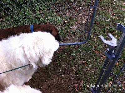 Two Great Pyrenees and a brown brindle Boxer are walking through an open gate.