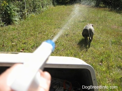 The back of a blue-nose brindle Pit Bull Terrier puppy that is running up a field as a person is spraying water from a spray bottle. The persons spraying the water is sitting in a golf cart.